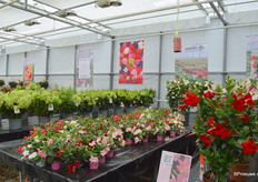 Mandeville in minipotjes